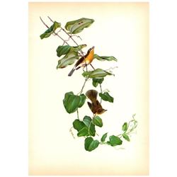 1950 Menaboni Print, Yellow-breasted Chat
