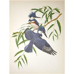 1950 Menaboni Print, Eastern Belted Kingfisher