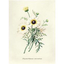 After Pierre-Jospeh Redoute, Floral Print, #22 Chrysantheme carene (Crysanthemum)