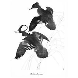 1950 Menaboni Print, Hooded Merganser (Black/White)
