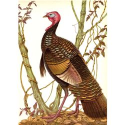 1950 Menaboni Print, Eastern Wild Turkey