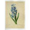 Image 1 : After Pierre-Jospeh Redoute, Floral Print, #66 Hacinthe d'Orient (Hyacinth)