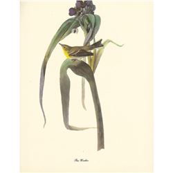 1950 Audubon Print, Pine Warbler