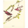 Image 1 : c1950 Audubon Print, Purple Finch