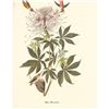 Image 1 : c1950 Audubon Print, Rufus Hummingbird