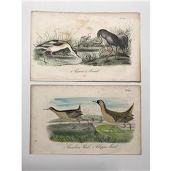 Pair of 18thc Hand-colored Engravings, Crane, Avoset, Carolina Rail, Clapper Rail