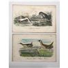 Image 1 : Pair of 18thc Hand-colored Engravings, Crane, Avoset, Carolina Rail, Clapper Rail