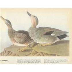 c1946 Audubon Print, Gadwall