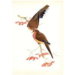 1950 Menaboni Print, Eastern Mourning Dove