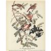 Image 1 : c1946 Audubon Print, Rose-Breasted Grosbeak