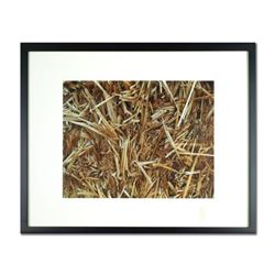 George Marlowe, "Straw Dogs" Framed Hand Signed Fine Art Photography with Certificate of Authenticit