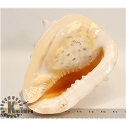 LARGE CONCH SHELL - 9.5"L X 8.5"W X 8"H -