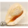 Image 1 : LARGE CONCH SHELL - 9.5"L X 8.5"W X 8"H -