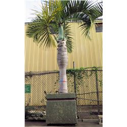 Tall Royal Palm Tree in Concrete Base Planter