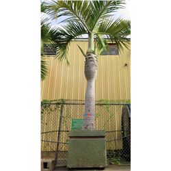 Tall Royal Palm Tree in Concrete Base Planter