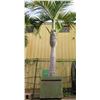 Image 1 : Tall Royal Palm Tree in Concrete Base Planter