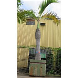 Tall Royal Palm Tree in Concrete Base Planter