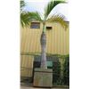 Image 1 : Tall Royal Palm Tree in Concrete Base Planter