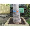 Image 3 : Tall Royal Palm Tree in Concrete Base Planter