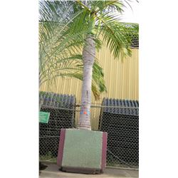 Tall Royal Palm Tree in Concrete Base Planter