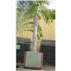 Image 1 : Tall Royal Palm Tree in Concrete Base Planter