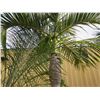 Image 2 : Tall Royal Palm Tree in Concrete Base Planter
