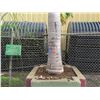 Image 3 : Tall Royal Palm Tree in Concrete Base Planter