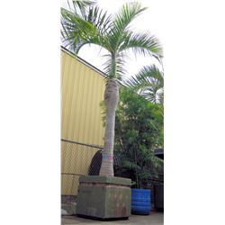 Tall Royal Palm Tree in Concrete Base Planter