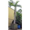 Image 1 : Tall Royal Palm Tree in Concrete Base Planter