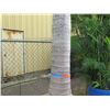 Image 3 : Tall Royal Palm Tree in Concrete Base Planter