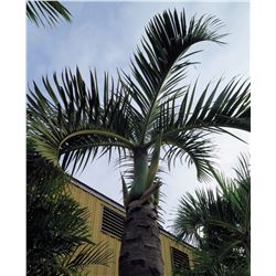 Tall Royal Palm Tree in Concrete Base Planter