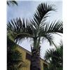 Image 1 : Tall Royal Palm Tree in Concrete Base Planter