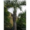 Image 2 : Tall Royal Palm Tree in Concrete Base Planter