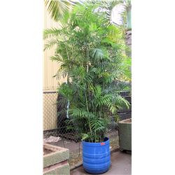 Tall Fern Plant in Blue Brute Planter