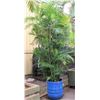 Image 1 : Tall Fern Plant in Blue Brute Planter
