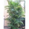 Image 2 : Tall Fern Plant in Blue Brute Planter