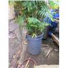 Image 4 : Tall Fern Plant in Blue Brute Planter
