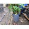 Image 7 : Tall Fern Plant in Blue Brute Planter
