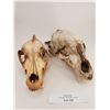 Image 1 : Bear & Coyote or wolf skull