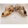 Image 2 : Bear & Coyote or wolf skull