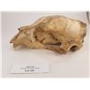 Image 2 : Bear Skull