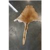 Image 3 : SMALL ANIMAL PELT KANGAROO