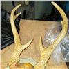 Image 2 : PRONG HORN ANTLERS