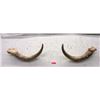 Image 1 : Pair of Large Bison Horns - 26" x 4" thick