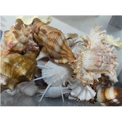 Huge lot of large rare sea shells