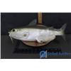 Image 1 : Cool Catfish Singing Fish