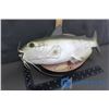 Image 2 : Cool Catfish Singing Fish