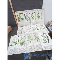 Plants Flash Cards