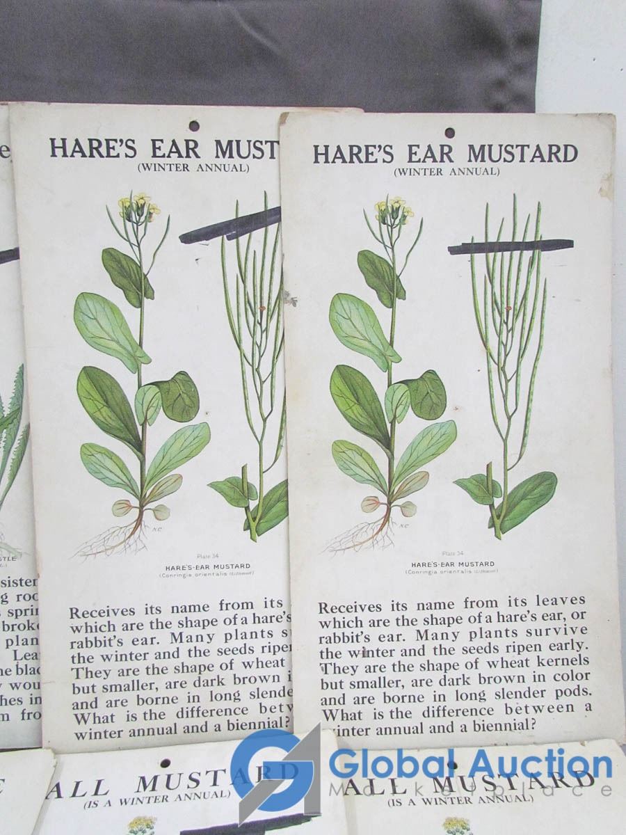 Plants Flash Cards plants-flash-cards