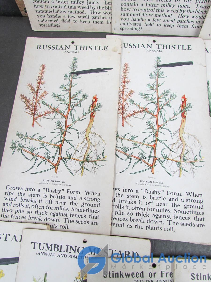 Plants Flash Cards plants-flash-cards